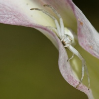 Araignées...