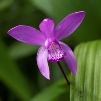 Le monde des orchidées...