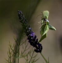 Insectes en vol...