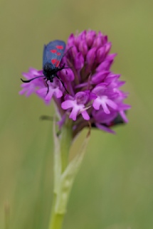 Orchidées européennes, de Bretagne...