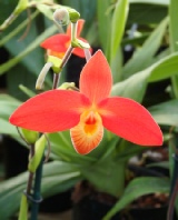 Paphiopedilum, Phragmipedium...