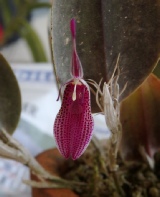 Masdevallia, Dracula, Restrepia, Pleurothallis...