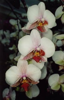 Orchidées exotiques...